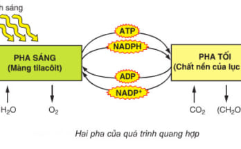 So sánh pha sáng và pha tối ở thực vật 1 quang hop2