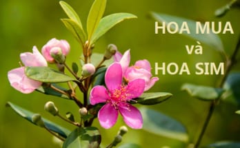 phân biệt hoa sim và hoa mua